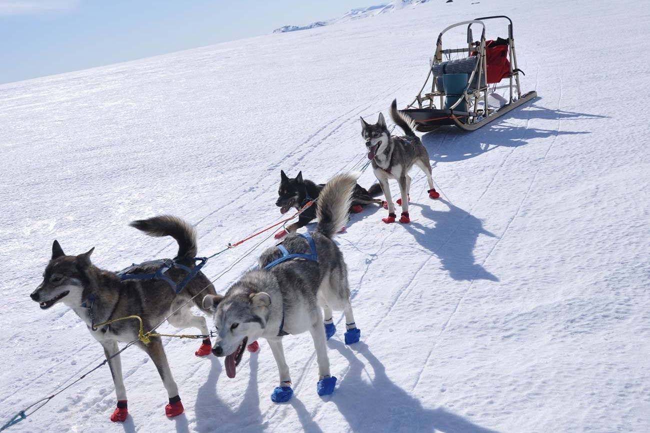 Dog sledding, best winter activity in Norway | Beito Husky Tours
