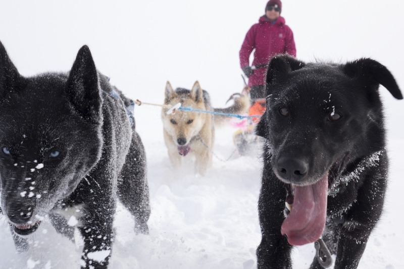 Dog sledding adventure Norway | Beito Husky Tours