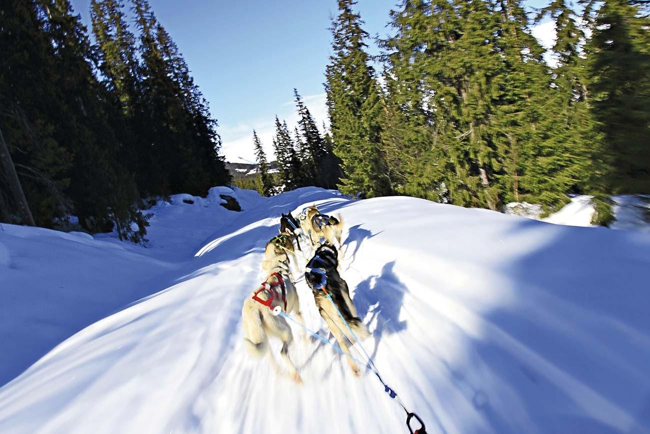 Best dog sledding adventure in Norway | Beito Husky Tours