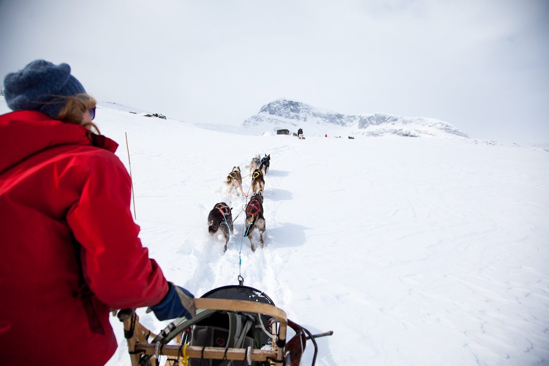 Husky dog sledding Oslo Norway | Beito Husky Tours