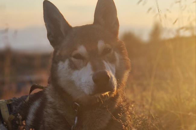 Husky Camp Tour