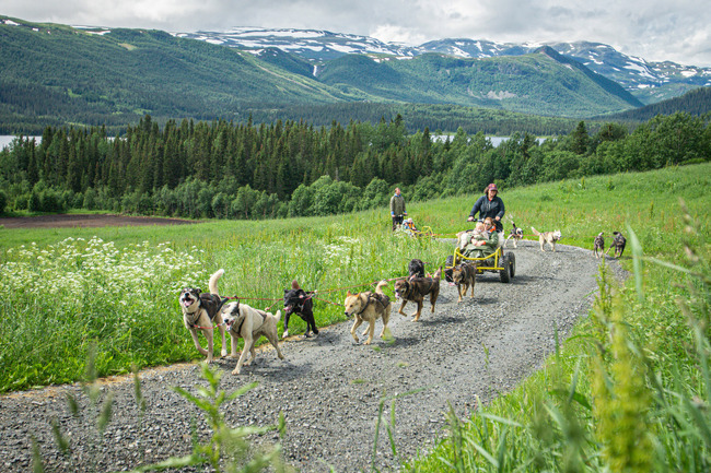 Husky Cart Safari