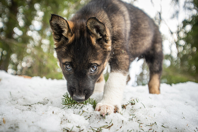 Husky Puppy Training Activity