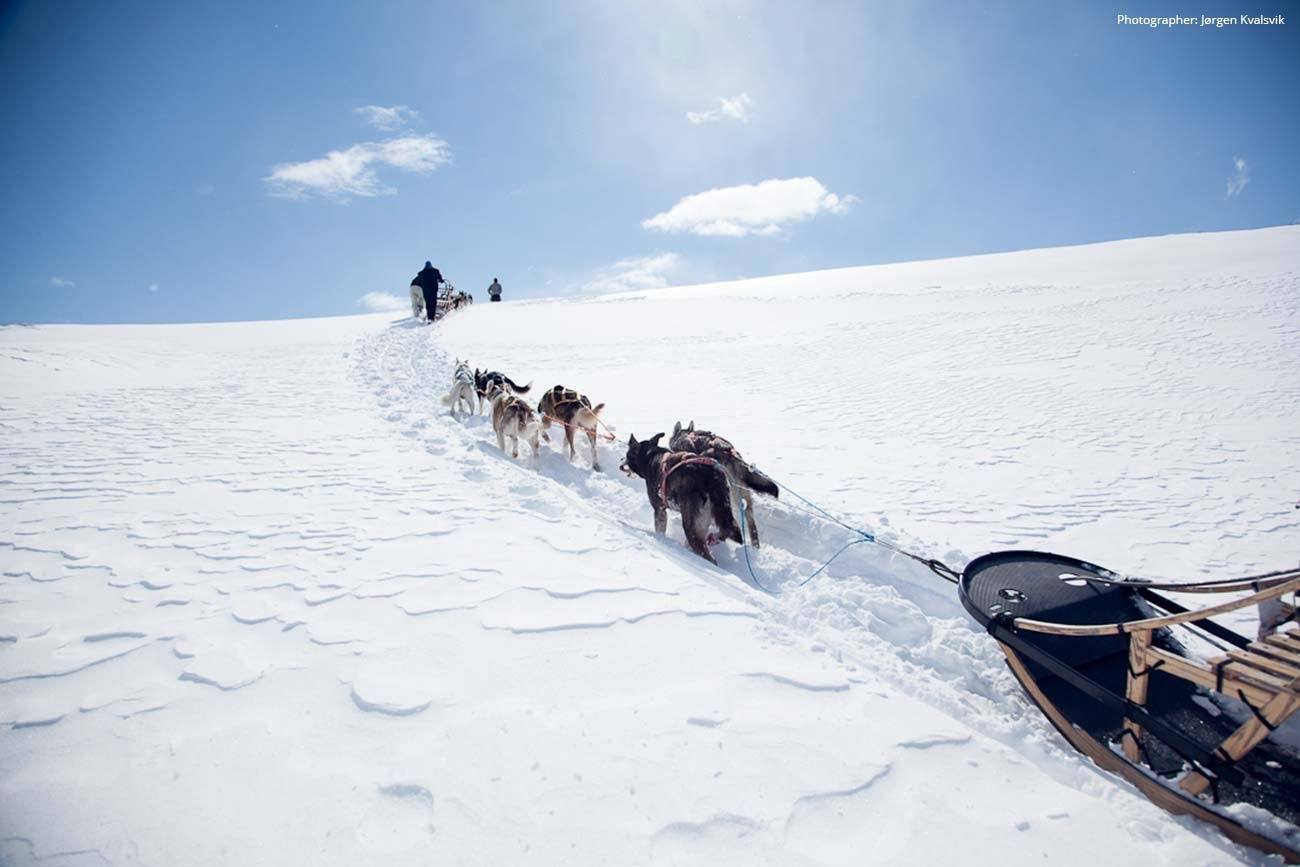Dog sledding day trip adventure in Norway | Beito Husky Tours