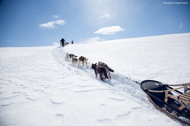 Loke's Day Out -Musher for a day-