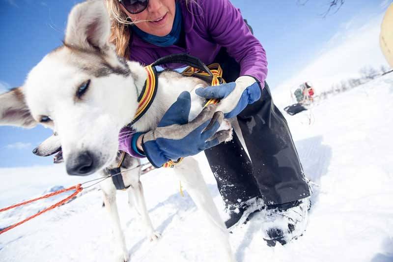 Hands-on dog sledding experience led by professional guides | Beito Husky Tours