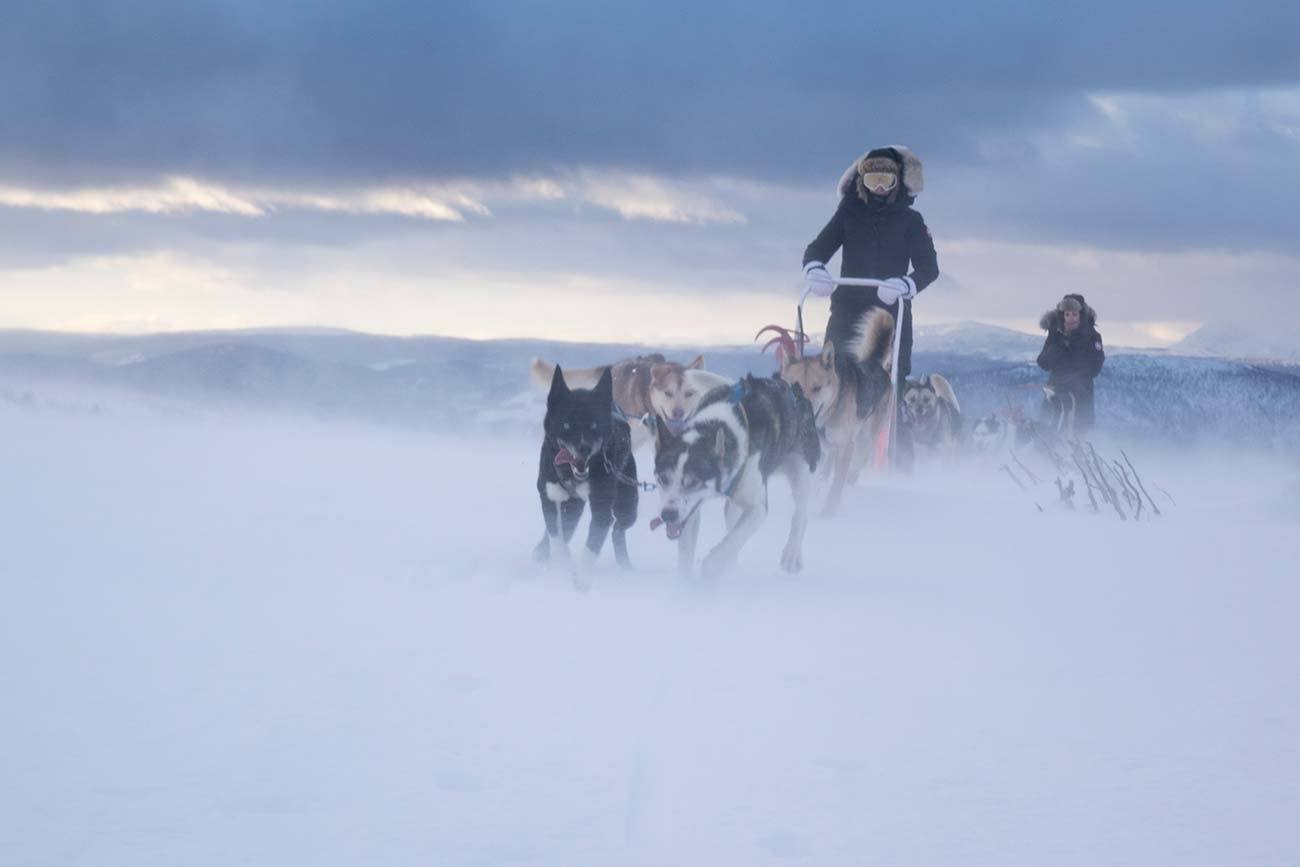 4 dagerstur med hundespann i Norge | Beito Husky Tours